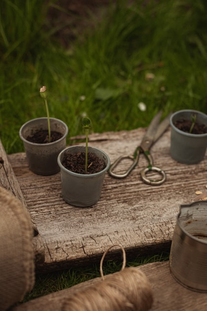 Gardening Tips for Beginners